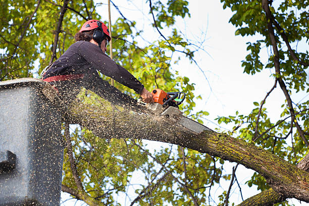 Professional Tree Service in Charleston, SC